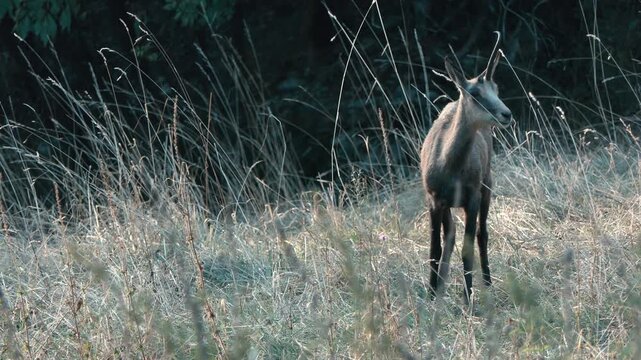 Close-up footage of a wild chamois standing peacefully in a natural field at the end of the day. Warm evening light illuminates the animal and surrounding vegetation, creating a serene