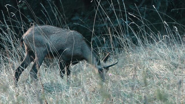 Close-up footage of a wild chamois standing peacefully in a natural field at the end of the day. Warm evening light illuminates the animal and surrounding vegetation, creating a serene