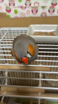 Zebra Finch Bird Preening Feathers Inside Cage Close Up Shot 