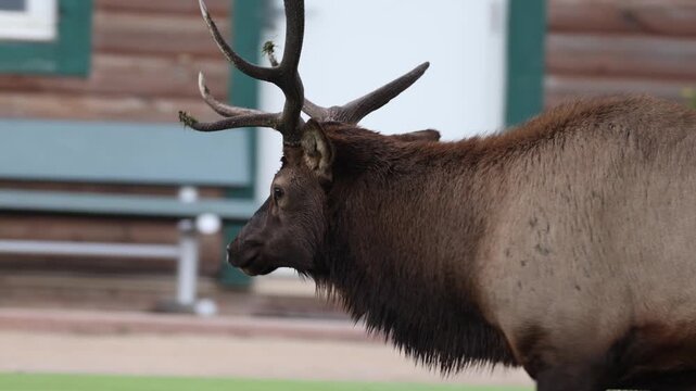 Extreme Close-Up of a Bull Elk Bugling During the Rut