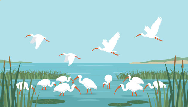 Flock of white ibis birds wading in a shallow marsh or wetland habitat with tall green reeds and lily pads under a clear blue sky.