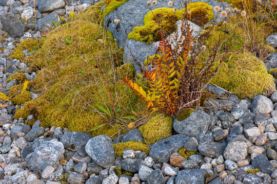 Autumn vegetation with colorful fern, moss and stones in Norway