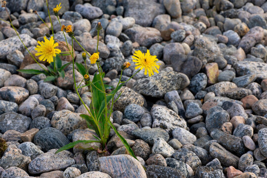 Yellow wildflowers growing between stones in a rocky landscape