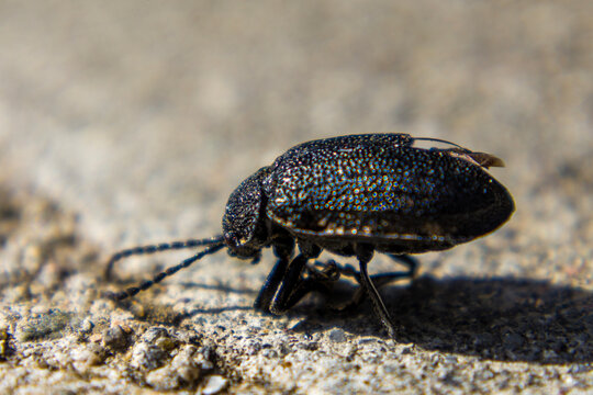 Extreme macro shot of a black beetle bug crawling on a textured stone surface, selective focus.