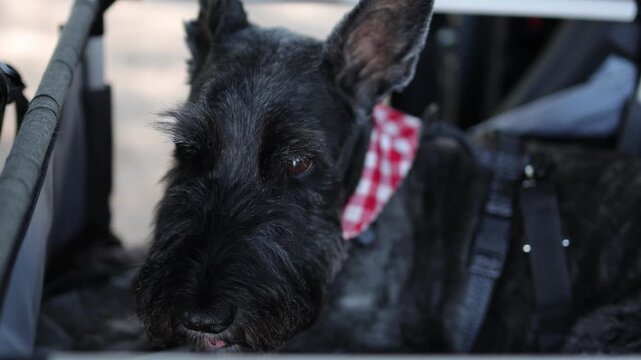 Black Scottish terrier in a gingham bandana looks from a dog stroller