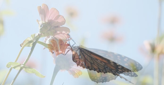 Double Exposure of Monarch Butterfly on Flower Against Soft Blue Sky