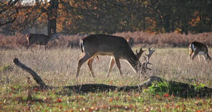 Fallow deer buck with impressive antlers and two smaller deer grazing calmly in a sunlit dry meadow amid autumn foliage, peaceful woodland scene in warm daylight