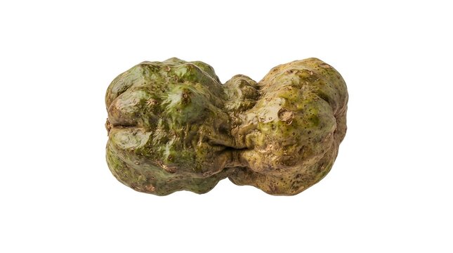 Balanites aegyptiaca fruit studi&hellip; - High Quality Modern Digital Asset for Design and Commercial Concept
