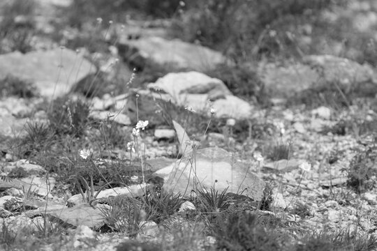 Rocky Texas Landscape with Wildflowers in Black and White