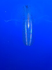 jellyfish in the water © David
