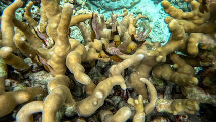 Pajama Cardinalfish Sheltering in Finger Coral © Kaitlind