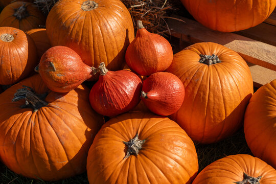 Autumn pumpkins on grass field background