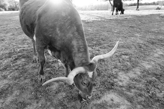 Texas Longhorn Cow Grazing in Pasture in Black and White