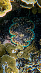 Giant Clam with a Turquoise-Rimmed Mantle Among Plate Corals © Kaitlind