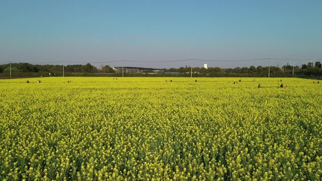 Vast blooming yellow rapeseed flower field under a clear blue sky with distant buildings