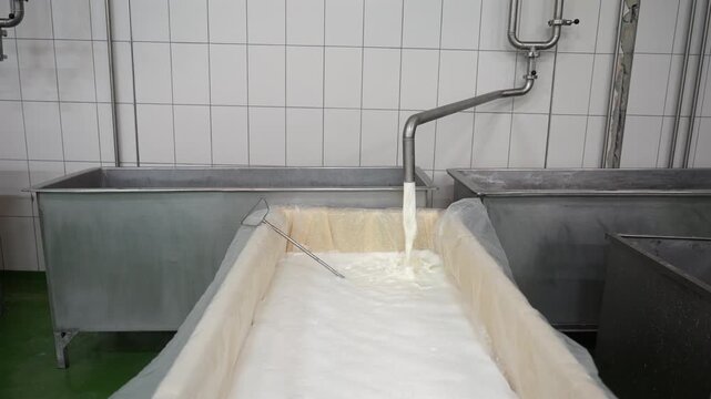 Milk Straining Through Cheesecloth During Cheese Production