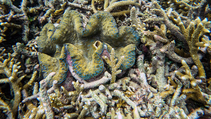 Giant Clam Among Staghorn Coral on a Patch Reef © Kaitlind