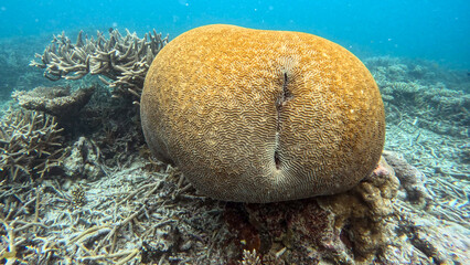 Large Brain Coral Boulder on a Staghorn Reef © Kaitlind