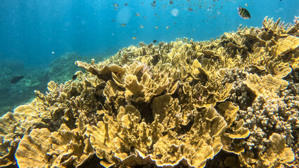 Golden Plate Corals Spreading Across a Shallow Reef © Kaitlind