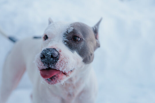 Dog Plays in the Snow and Enjoys the Cold Weather Outside