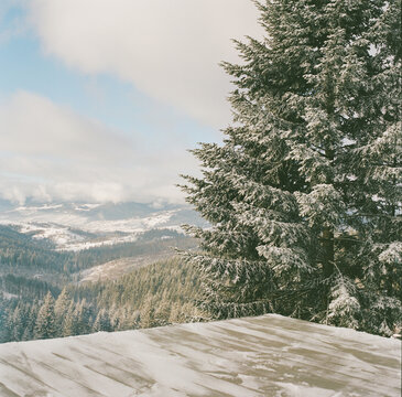 Snow Covered Evergreen Forest in the Mountains