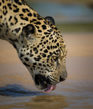 Close up of a jaguar drinking water at a river