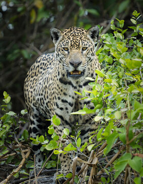 Natural portrait of a large Jaguar in Brazil