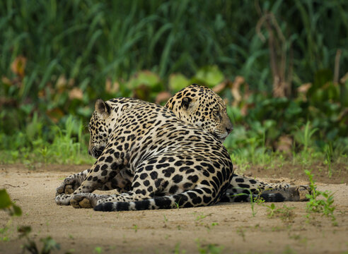 Two male jaguars cuddling on a beach in Brazil