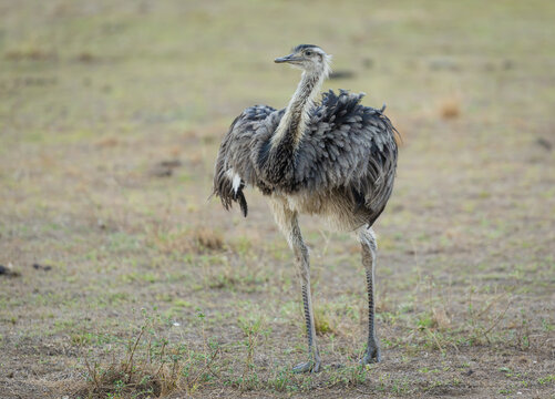 The large flightless Rhea bird in an open field