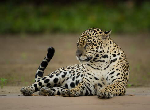 Large jaguar cat resting on a beach