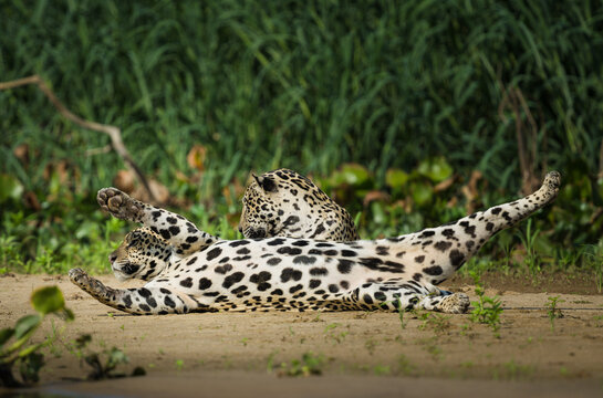 One jaguar stretches out while the other sits behind him