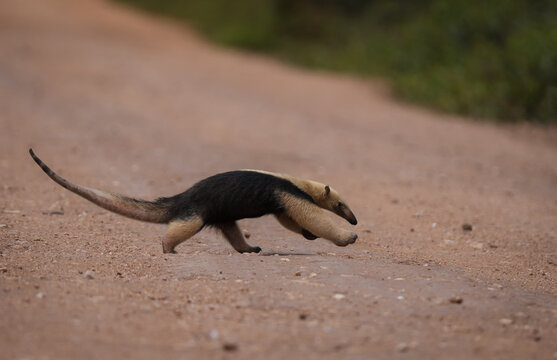 Lesser anteater crossing a road in Brazil