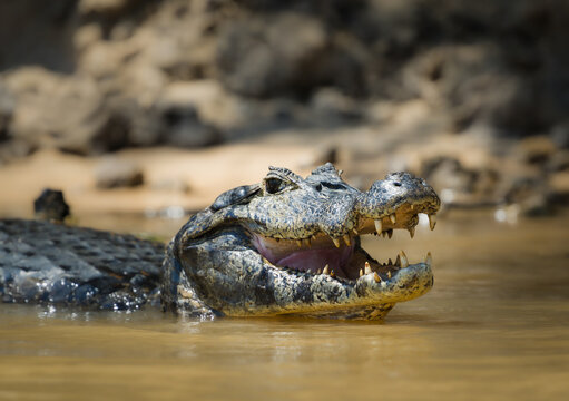 A Brazilian caiman cooling off in the water of a river