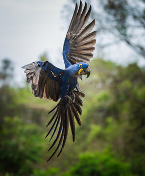 Hyacinth Macaw coming in vertical for a landing