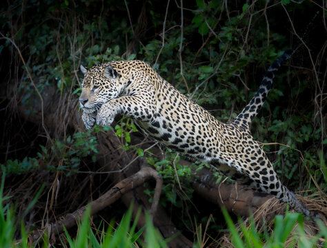 Jaguar jumping off a log into the water for a caiman