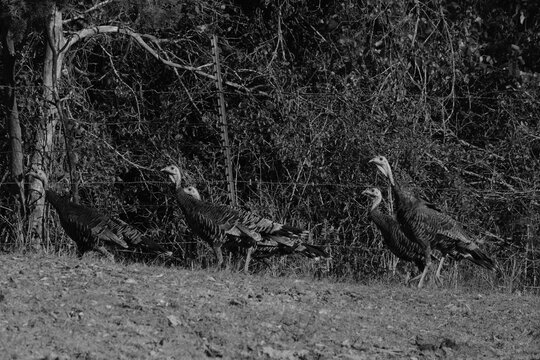 Wild Turkeys Walking Through Texas Landscape in Black and White