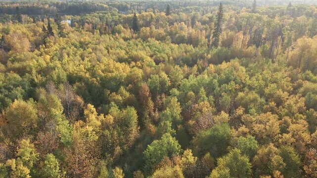 Drone looking down on a colorful northern forest with thin fog 
