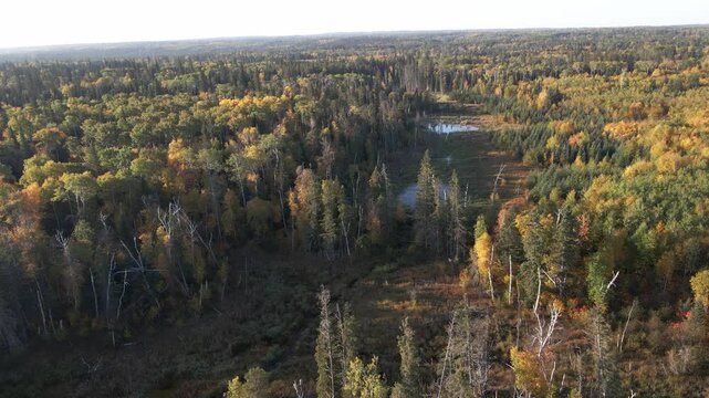 Drone flying above a mixed northern autumn forest with muted colors
