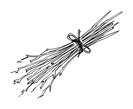 Hand-drawn of a bundle of twigs tied with a bow