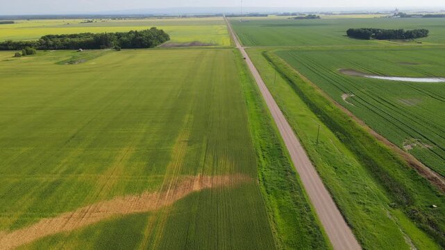 Drone flying above a road that cuts through lush farmland with canola and wheat
