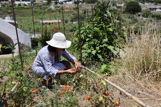 Woman selecting ripe tomatoes from garden vines