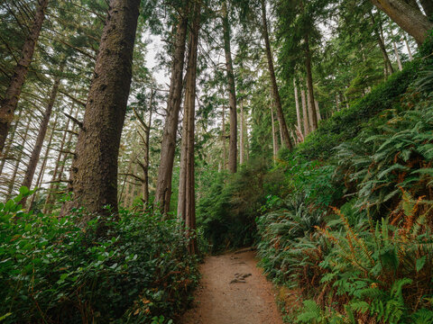 Hiking trail through the forest on Vancouver island