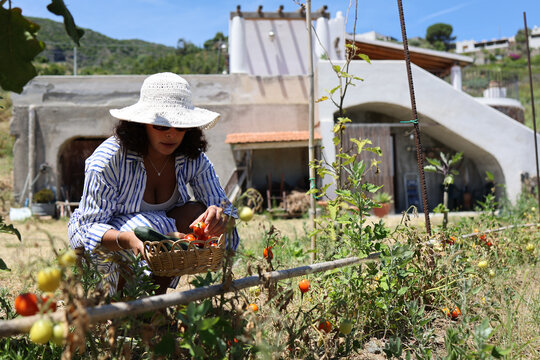 Woman gathering fresh tomatoes into wicker basket