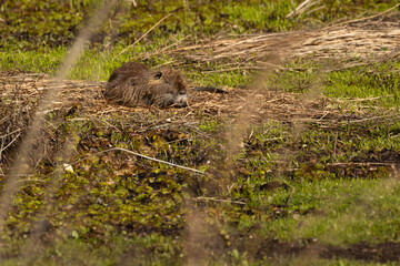 Brown beaver rests on mossy bank near water © Carlos Cortez
