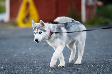 Siberian Husky puppy with striking blue eyes and a grey-and-white coat walking on a leash outdoors, captured in motion with a shallow depth of field and a colorful urban background.  © Kaja