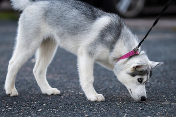 Siberian Husky puppy with striking blue eyes and a white and grey coat, sniffing the asphalt during an outdoor walk, captured in a close-up view with shallow depth of field. © Kaja