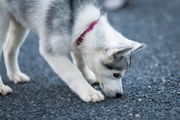 Siberian Husky puppy with striking blue eyes and a white and grey coat, sniffing the asphalt during an outdoor walk, captured in a close-up view with shallow depth of field. © Kaja