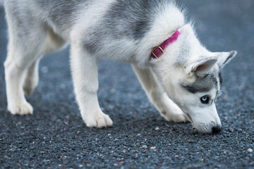 Siberian Husky puppy with striking blue eyes and a white and grey coat, sniffing the asphalt during an outdoor walk, captured in a close-up view with shallow depth of field. © Kaja
