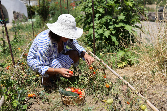 Woman collecting ripe tomatoes in sunlit garden plot