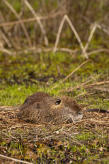 Brown beaver rests on mossy bank near water © Carlos Cortez